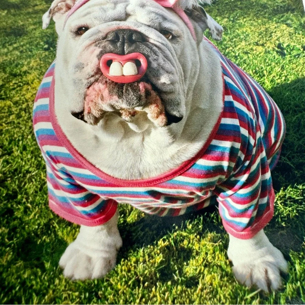 6 Avanti Greeting cards - 6 bull dogs as Easter bunny big teeth Holiday: Easter